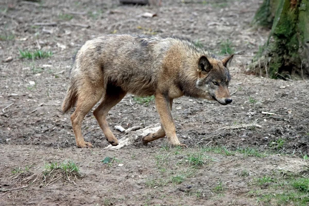 Close-up of a grey wolf (Canis lupus) calmly walking through its natural habitat in the forest.